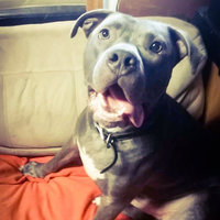 FRONTLINE TRITAK Dog Flea Treatment uploaded by Jaicub H.
