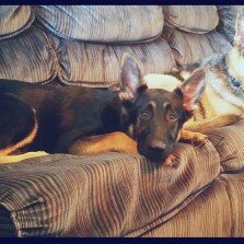 Photo of Eukanuba Breed Specific Adult German Shepherd Dog Food 30 lb. Bag uploaded by Amanda D.