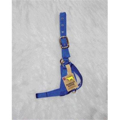 Hamilton Halter Company - Cow Turn Out Halter- Blue 1 Inch - 30DC BL