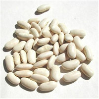 Bulk Peas & Beans Organic Bulk Peas And Beans Organic 100 percent Organic Great Northern Beans 25 Lbs - SPu574426