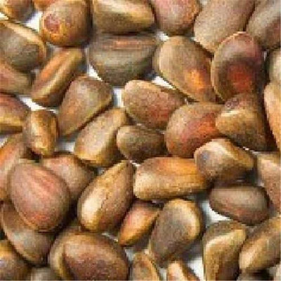 Nuts BG16616 Nuts Pine Nuts - 1x5LB