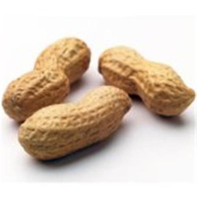Bulk Nuts Peanuts D-r No Salt Jumbo 30 Lbs - SPu485656