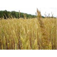 Niblack Wheat Germ Toasted 25 Lbs - SPu783605