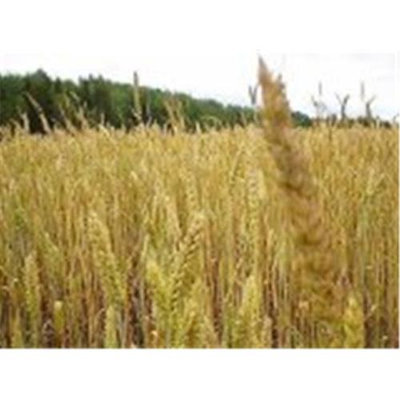 Niblack Wheat Germ Toasted 25 Lbs - SPu783605