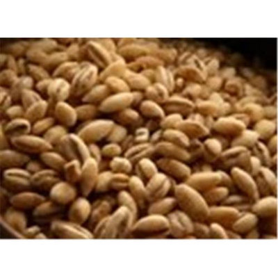 Bulk Grains Organic Hulled Barley 25-Pound