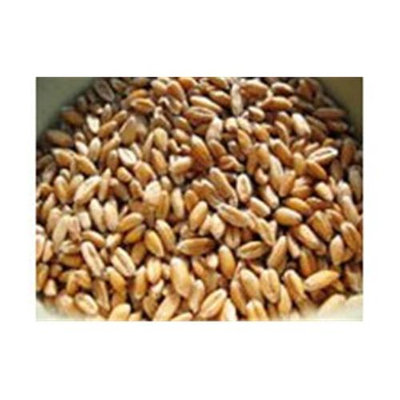 Bulk Grains 100 percent Organic Hulled Spelt Berries Bulk 25 Lbs - SPu465294