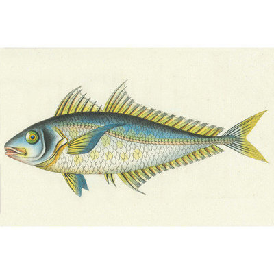 Belle Banquet Bluefish Stain-resistant Reusable Paper Placemats (Set of 6)