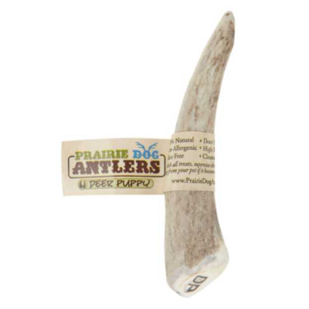 Prairie Dog Antlers Puppy Deer Antler