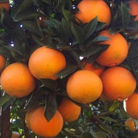 Navel Oranges: A Box of Sunshine from Organic Mountain