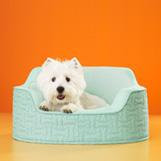 Martha Stewart for Petsmart