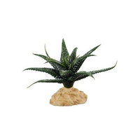 Zilla 11421 6-Inch Desert Series Terrarium Plant, Star Stern Succulent