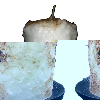 Starhollowcandleco Toasted Marshmallow Pillar Candle Size: Tall Fatty 6.5