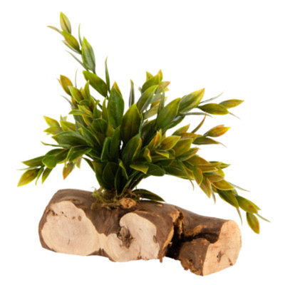 All Living ThingsA Fan Palm Tree Reptile Ornament