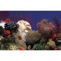 Penn Plax DB5 Amazon Waters II / Coral Reef