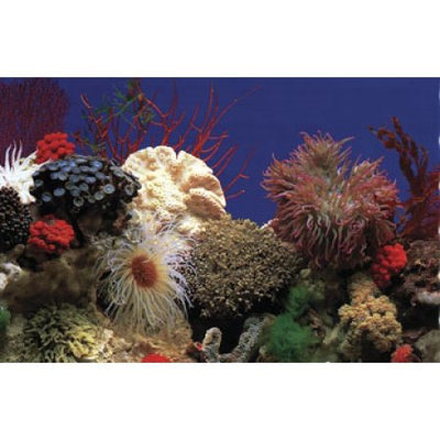 Penn Plax DB5 Amazon Waters II / Coral Reef