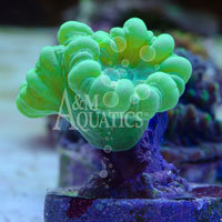 Neon Green Caulastrea Coral (Aquacultured A & M Aquatics) ()