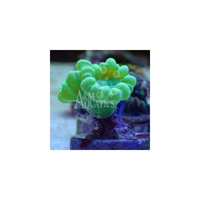 Neon Green Caulastrea Coral (Aquacultured A & M Aquatics) ()