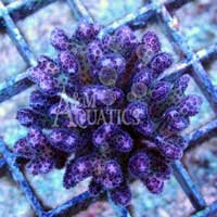 Pink Pocillopora (Aquacultured A & M Aquatics) ()