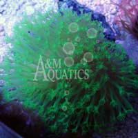Metallic Green Toadstool (Aquacultured A & M Aquatics) ()