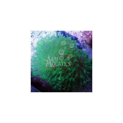 Metallic Green Toadstool (Aquacultured A & M Aquatics) ()