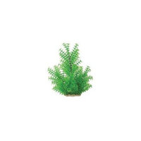 Pure Aquatic Natural Elements Ambulia Aquarium Ornament in Green Size: 5