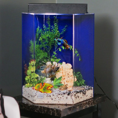 Advance Aqua Tanks Clear For Life Hexagon Aquarium Sapphire Blue, Size: 75-Gal (25W x 30H in.)