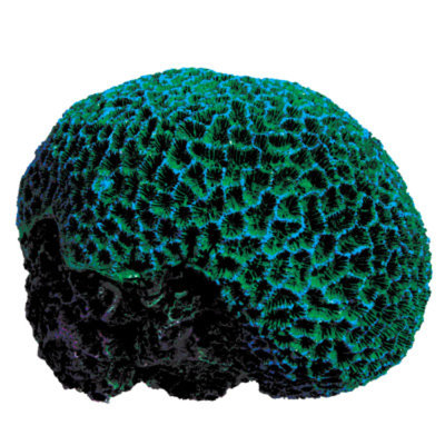 Top Fin Artifical Coral Brain Aquarium Plant