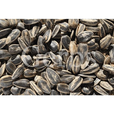 Gerbs Gourmet Seeds Light Sea Salt In-Shell Whole Sunflower Seeds - 5 Pound Deal