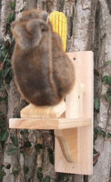 Songbird Essentials SEWF2023 See Saw Squirrel Corn Feeder
