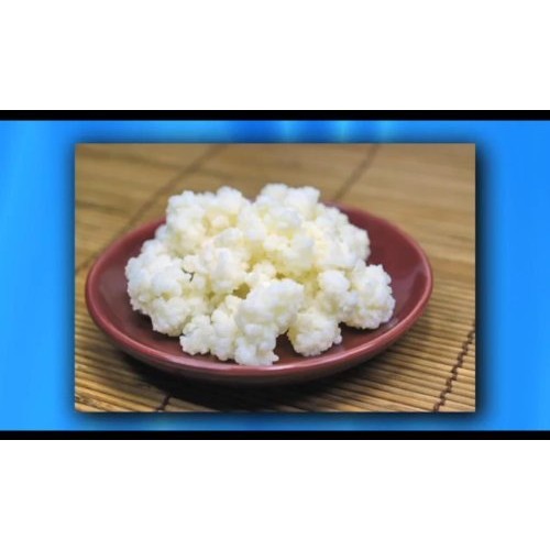 Lifetime Kefir Kefir Grains - Living Probiotic Enriched