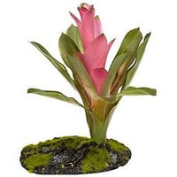 Zoo Med Labs 85018044 Zoo Med Cryptonihus Bomeliad 8in
