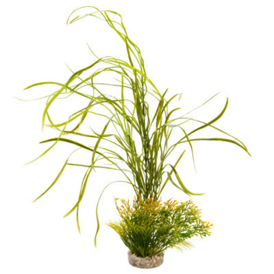 Top Fin Lily Grass