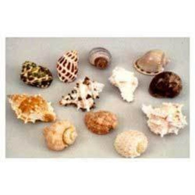 Mojetto Florida Marine Research SFM34332 12-Pack Hermit Crab Shell, Large