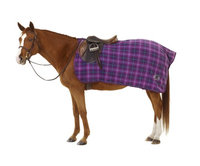 Centaur Fleece Exercise Sheet Horse Orchid Plaid