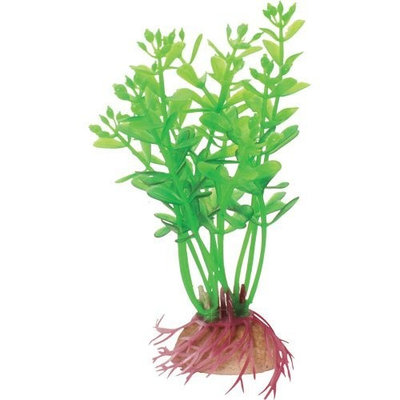 Pure Aquatic Natural Elements Lindernia - Cluster - 4.5 in.