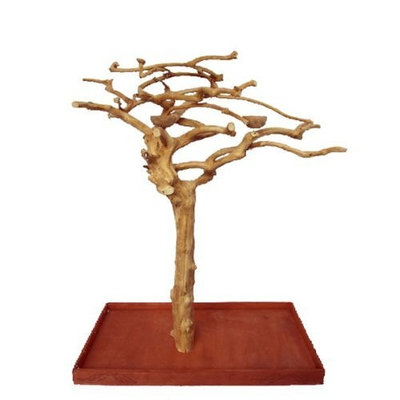 A E Cage Company A&E Cage Company Home Office Decorative Small Single Java Wood Tree Stand