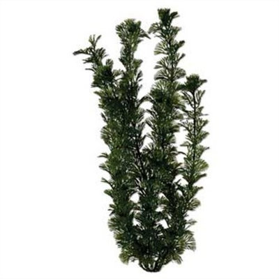 Tetra 19117 Water Wonders Fresh Water Plant Cabomba, 9-Inch