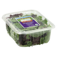 Taylor Organic Sweet Baby Lettuce 5 oz