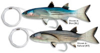 Williamson Live Split Tail Mullet 9