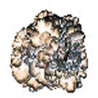 Eclectic Institute, Mycetobotanicals, Maitake, 60 Veggie Caps