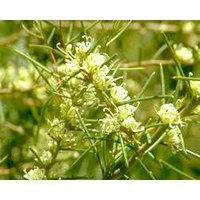 Australian Bush - Flower Essences, Dagger Hakea, 15 ml