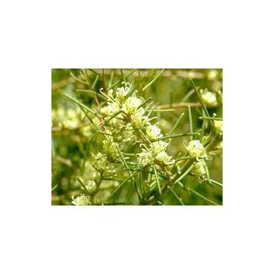 Australian Bush - Flower Essences, Dagger Hakea, 15 ml