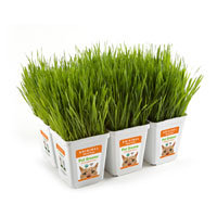 Bell Rock Growers Pet Greens Original Pet Grass, Pack of 6