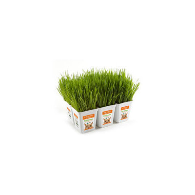 Bell Rock Growers Pet Greens Original Pet Grass, Pack of 6