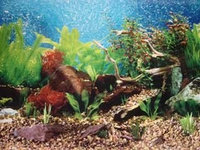 Penn Plax DB242 Shalescape / Tropical Blue