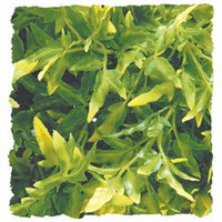Zoo Med Laboratories - Plant - Bolivian Croton- Green Medium - BU-25