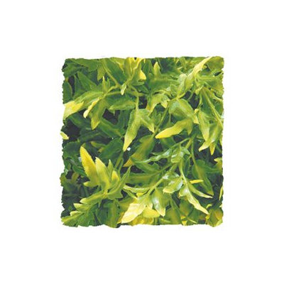 Zoo Med Laboratories - Plant - Bolivian Croton- Green Medium - BU-25