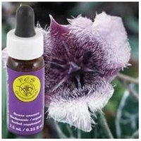 Flower Essence Services - Star Tulip Flower Essence - 0.25 oz.