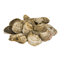 Chincoteague Shellfish Farms Wild Oysters East Coast - 12 CT