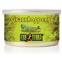 RC Hagen PT1950 Exo Terra Grasshoppers, 1.2 oz